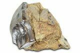 Fossil Triceratops Shed Tooth in Sandstone - Wyoming #379868-1